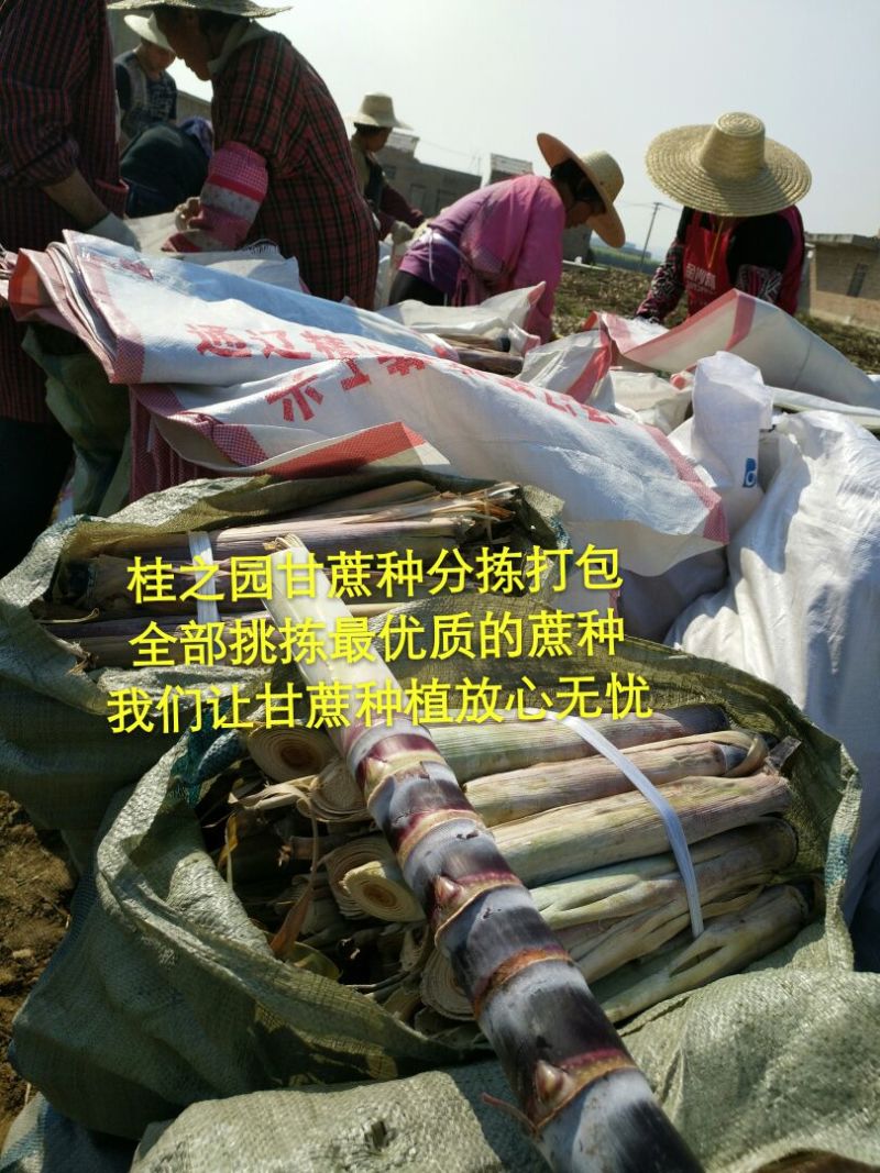 黄皮甘蔗黄皮甘蔗种批发供应
