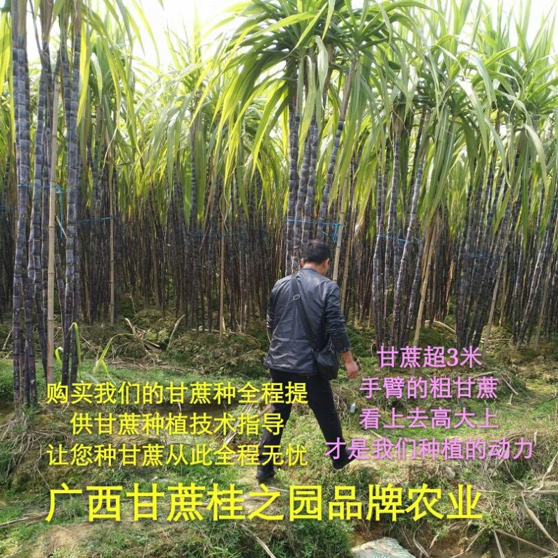 黄皮甘蔗黄皮甘蔗种批发供应