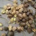 茶树油