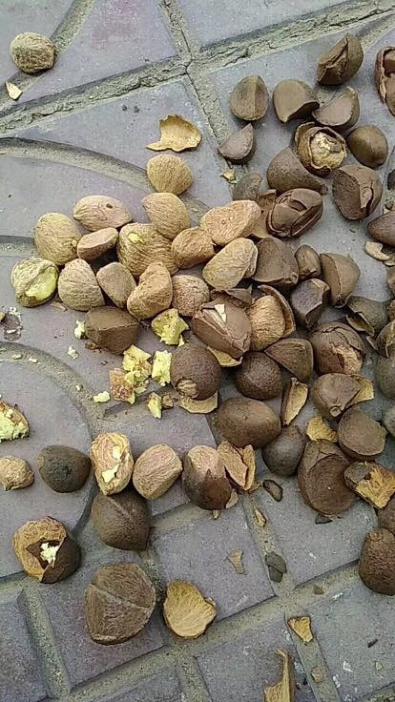 茶树油
