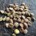 茶树油