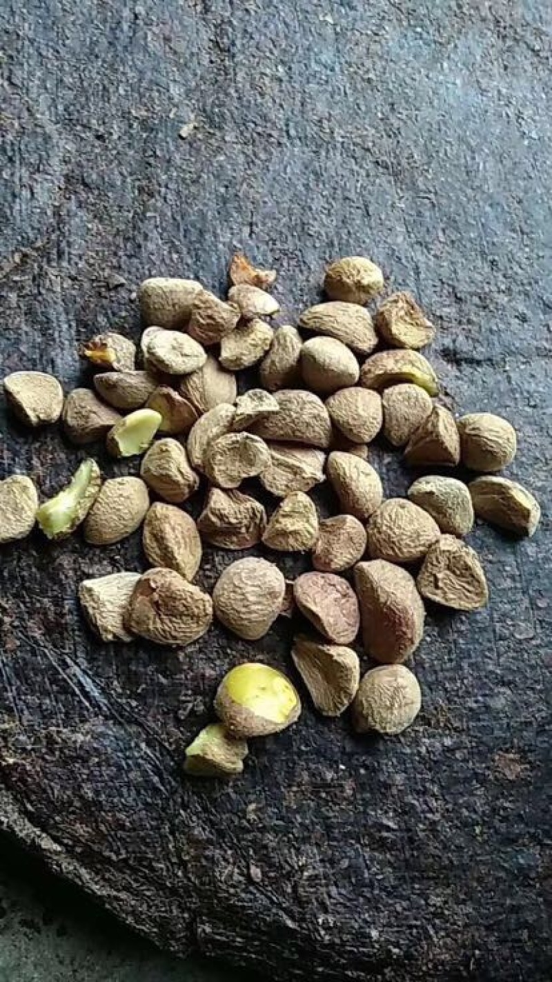 茶树油