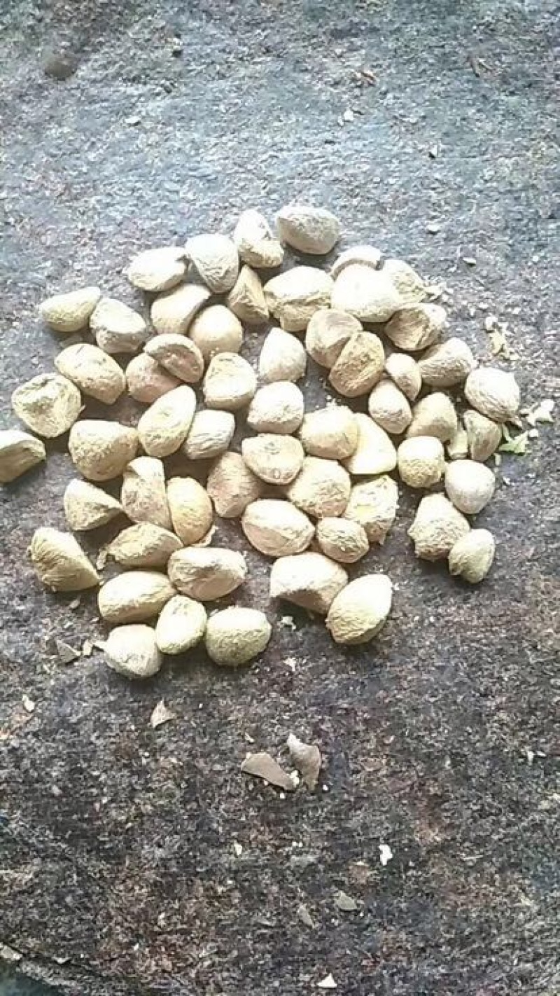 茶树油