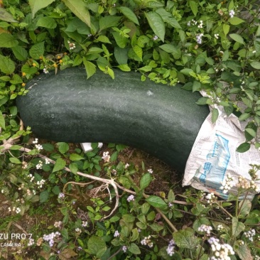 黑皮冬瓜15斤以上地冬瓜