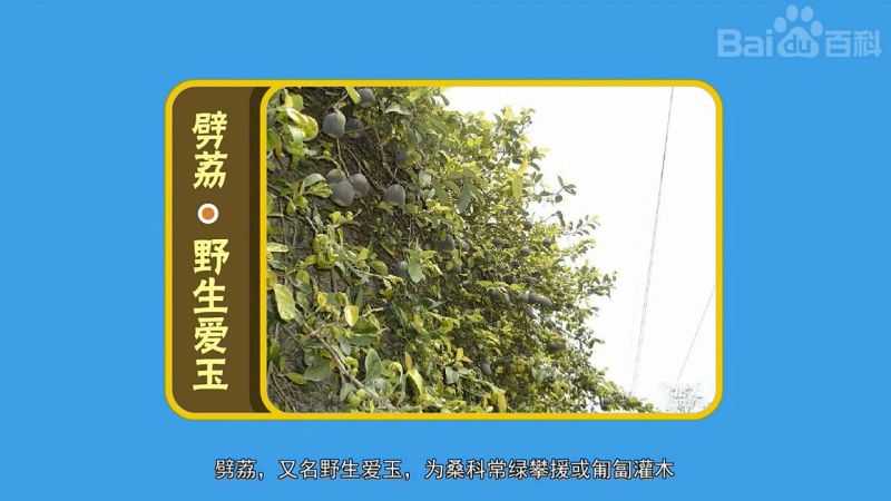 特级干货乃母果