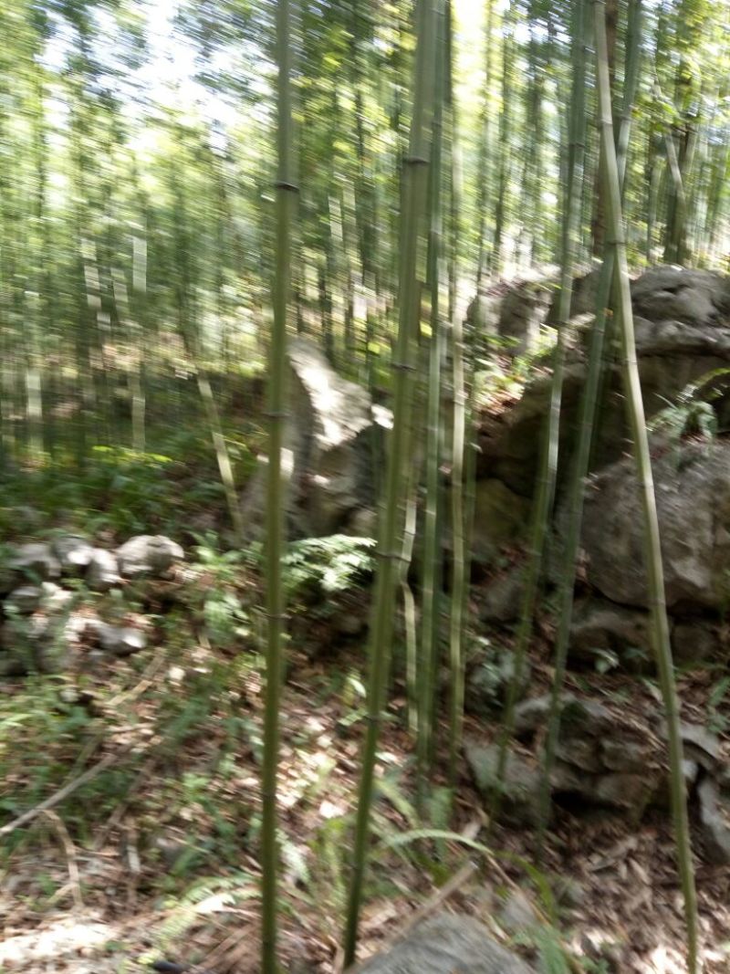 绿竹9~10m