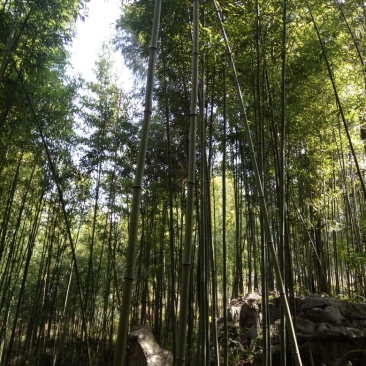 绿竹9~10m