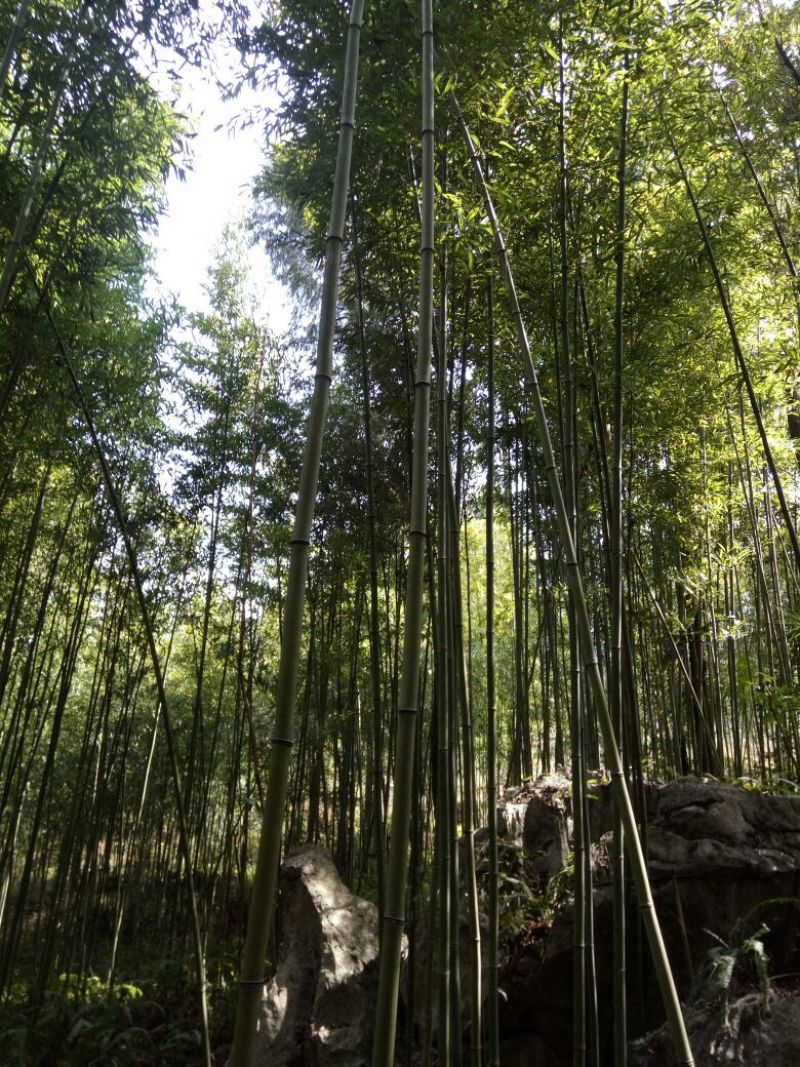 绿竹9~10m