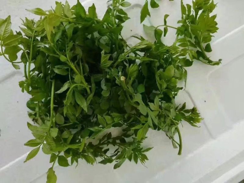 花椒芽新鲜营养丰富含多种维生素质量杠杠滴