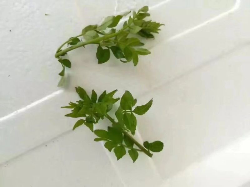 花椒芽新鲜营养丰富含多种维生素质量杠杠滴