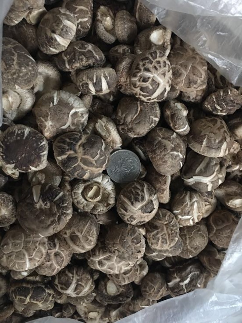 光面菇冬菇2.5厘米左右茶花菇
