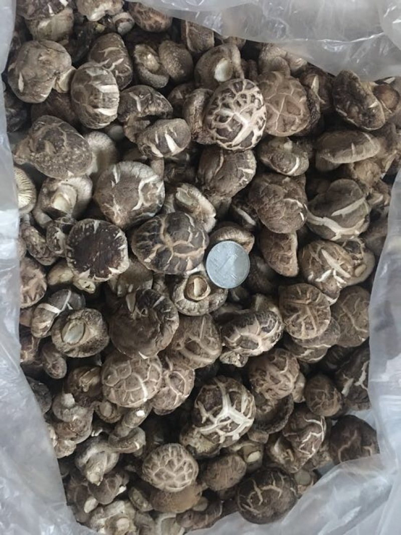 光面菇冬菇2.5厘米左右茶花菇