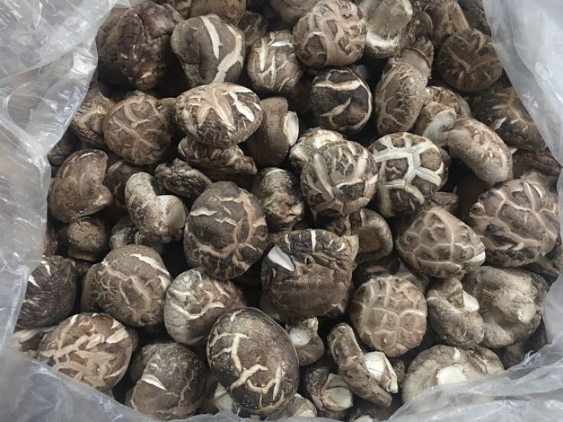光面菇冬菇2.5厘米左右茶花菇