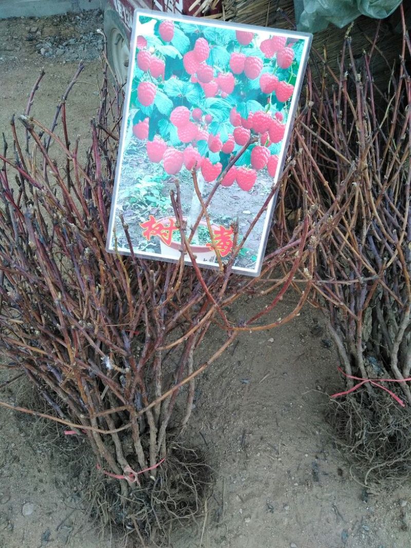 覆盆子苗南北种植包邮包成活