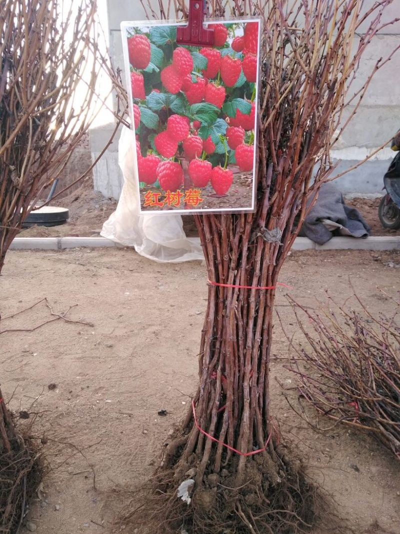 覆盆子苗南北种植包邮包成活