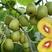 红心猕猴桃苗，世界红心猕猴桃原产地种苗，正宗黄肉红心