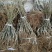 红心猕猴桃苗,世界红心猕猴桃原产地种苗,正宗黄肉红心