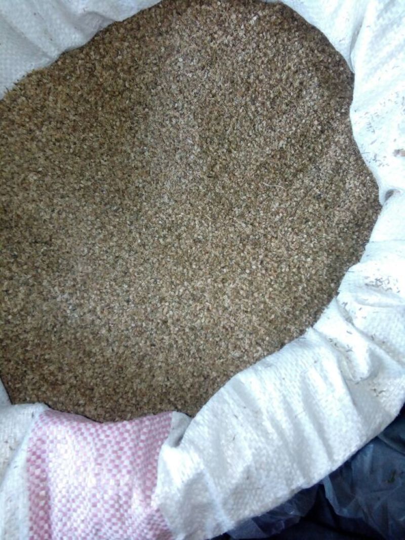 蛇床过风筛质量优通货子颗粒