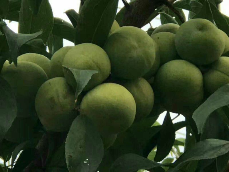 青脆李子苗，早熟品种，六月中下旬成熟产地直发量大从优