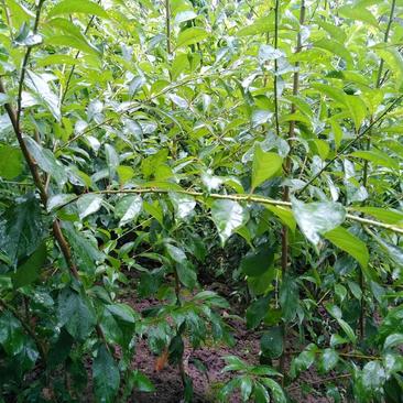 青脆李子苗，早熟品种，六月中下旬成熟产地直发量大从优