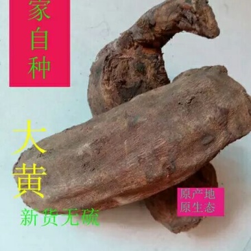 大黄