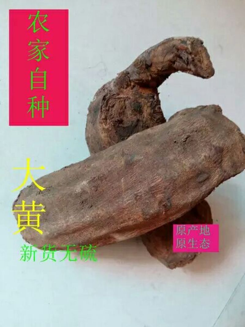 大黄