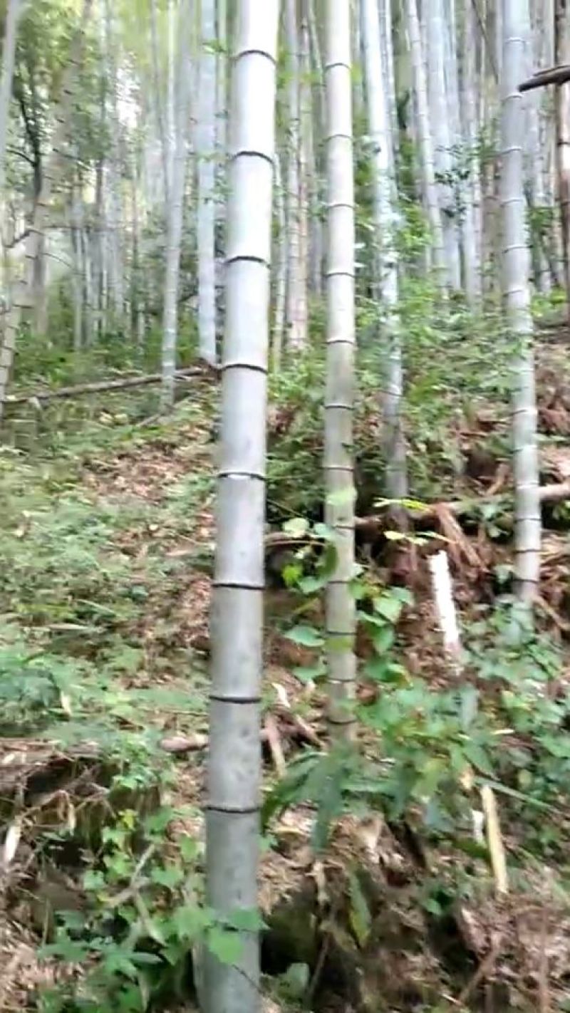 竹子竹子15-18m