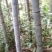 竹子竹子15-18m