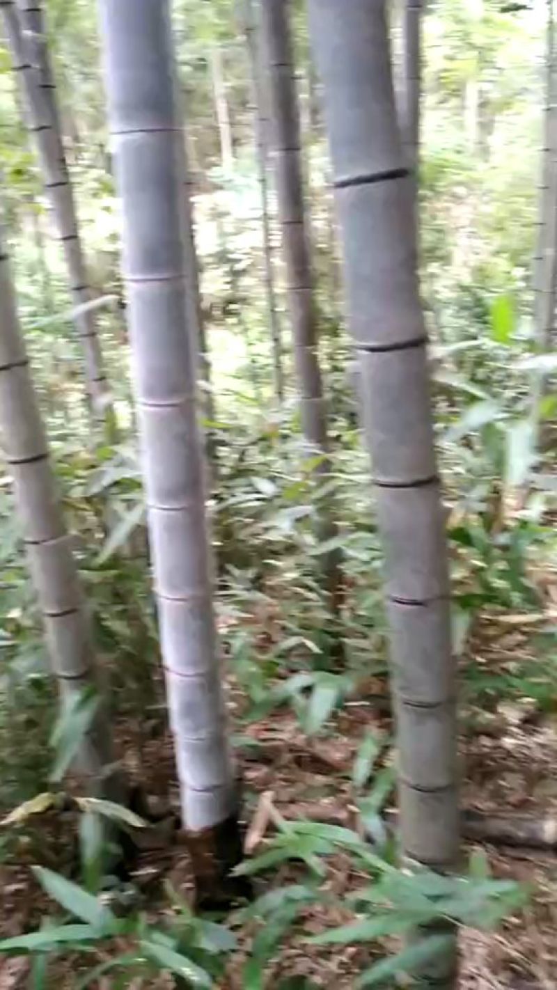 竹子竹子15-18m
