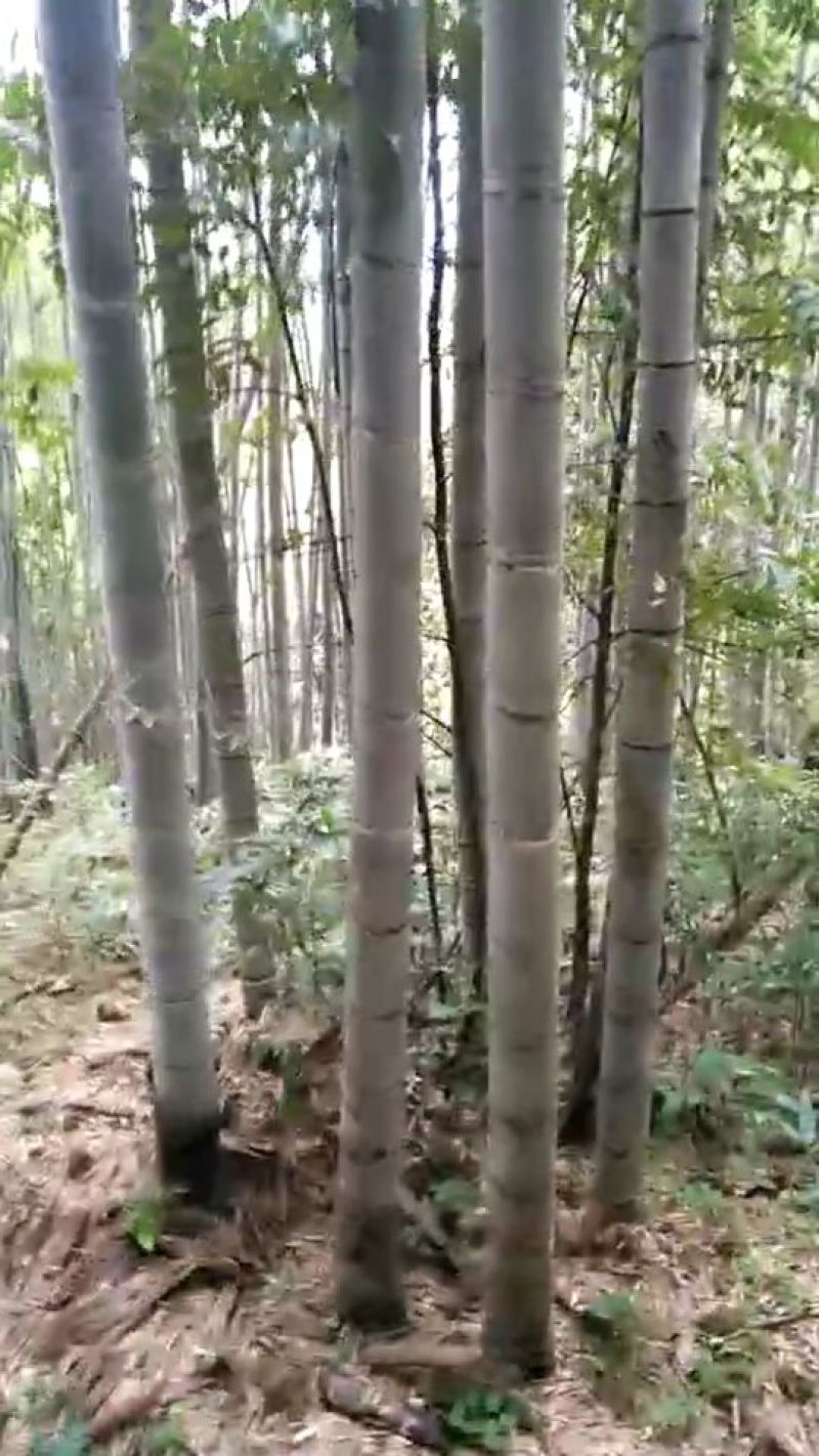 竹子竹子15-18m