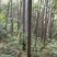 竹子竹子15-18m