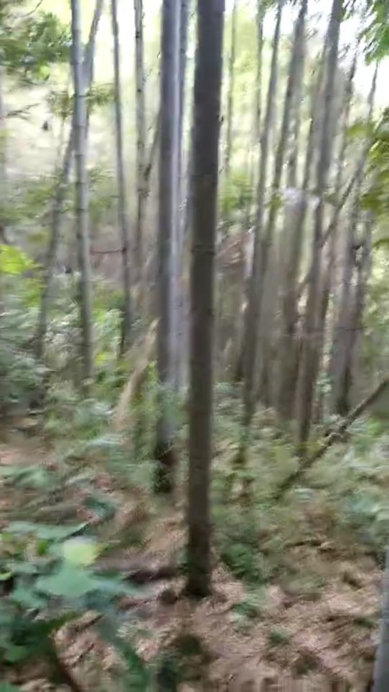 竹子竹子15-18m