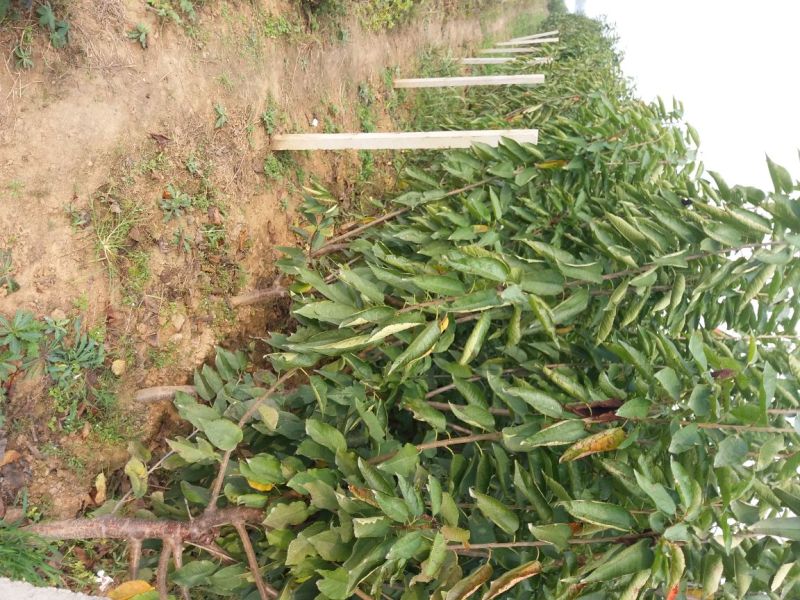 车厘子苗，低需冷量品种，矮化根系，适应南北方种植