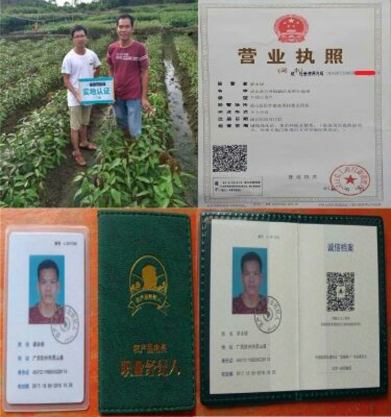 红莲雾果树苗大叶红莲雾60～80高
