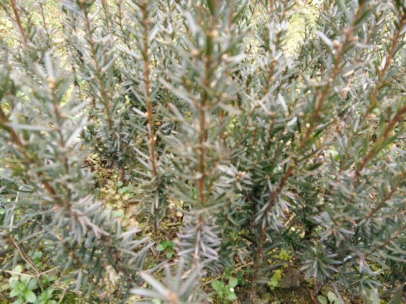 曼地亚红豆杉2~4cm20cm以上0.5~1米