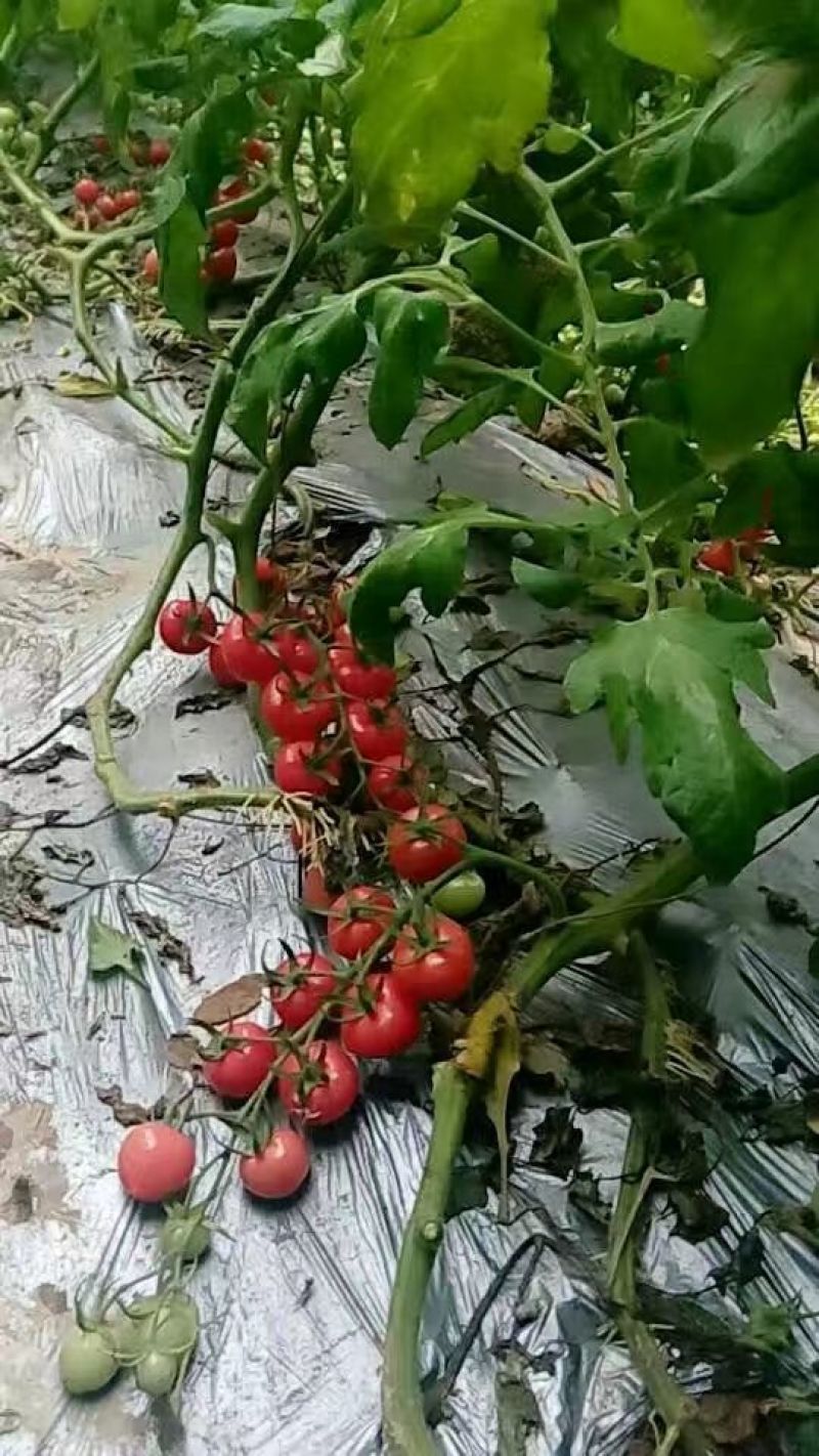 【推荐】圣女果15g以上一手货源大量上市全国发货