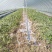 8424西瓜6斤打底8成熟1茬