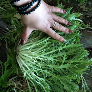 苦菊反季节大棚特色苦菊，大量上市中。