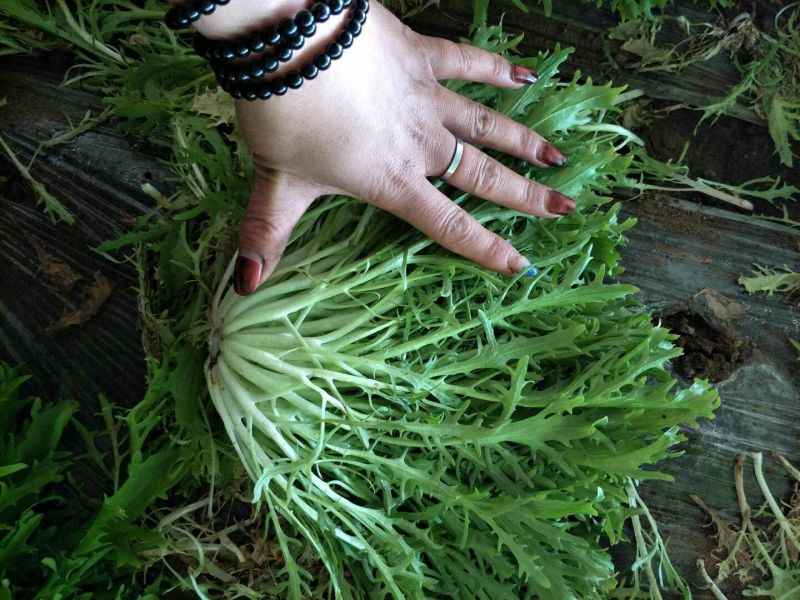 苦菊反季节大棚特色苦菊，大量上市中。