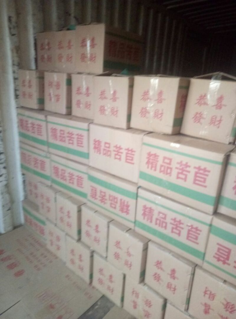 苦菊反季节大棚特色苦菊，大量上市中。