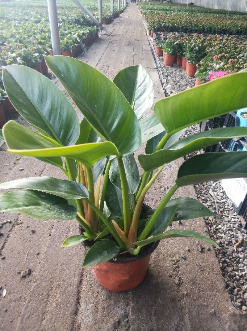 红掌棵型粗壮，多规格价格合理发货及时质量保证