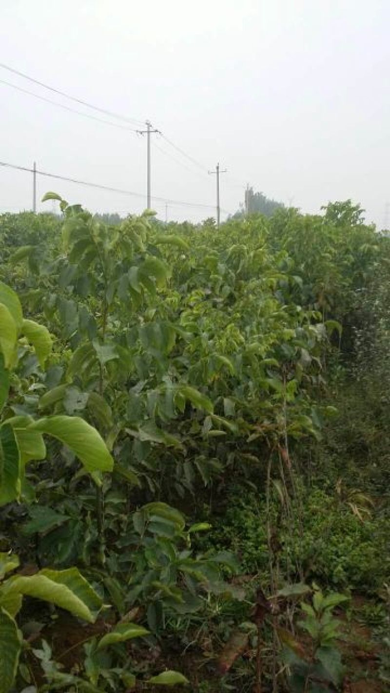 基地直销嫁接核桃苗，香玲，8518薄皮核桃苗提供种植技术
