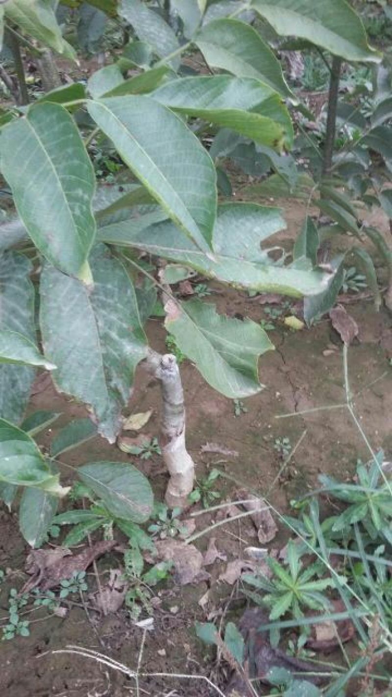 基地直销嫁接核桃苗，香玲，8518薄皮核桃苗提供种植技术