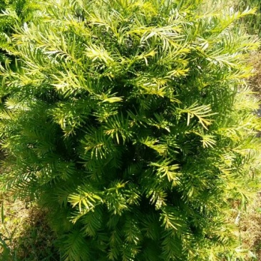 南方红豆杉4cm高度二米