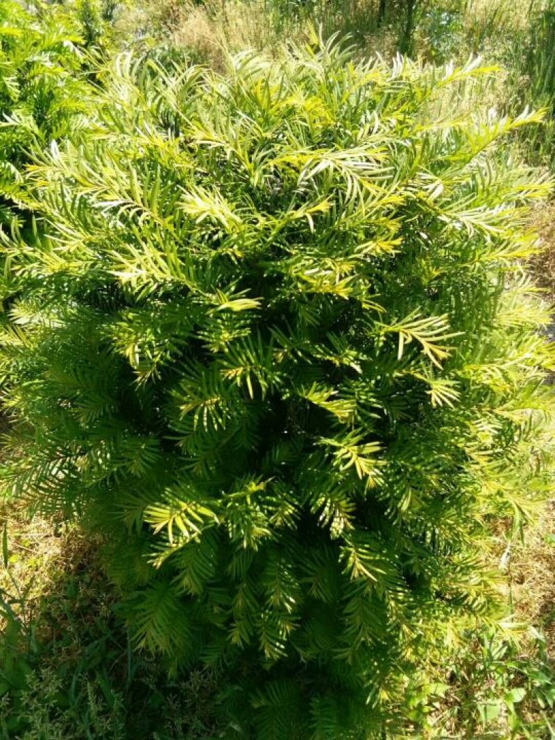 南方红豆杉4cm高度二米