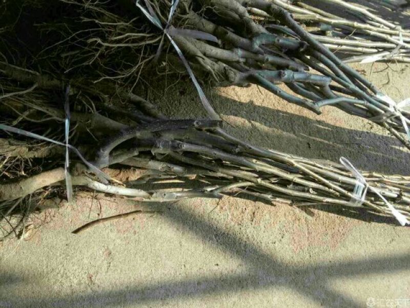 核桃苗50~100cm1年以下