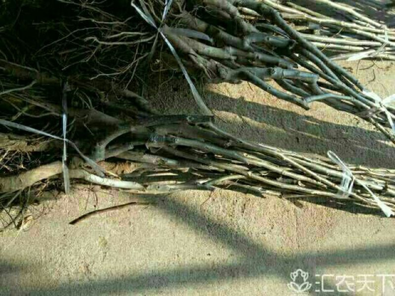 核桃苗50~100cm1年以下
