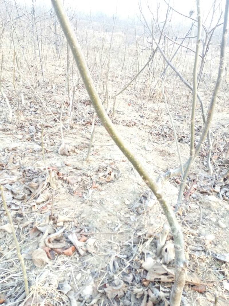 核桃苗50~100cm1年以下