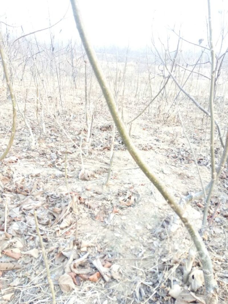 核桃苗50~100cm1年以下
