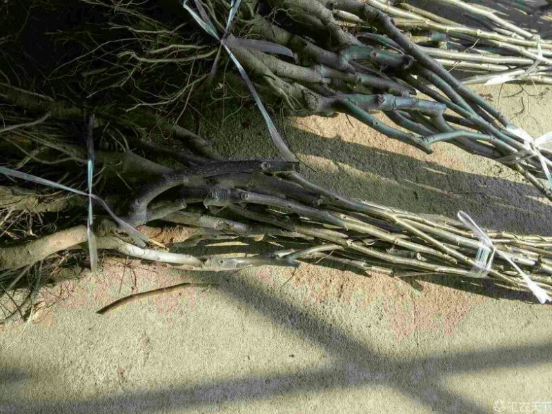 核桃苗50~100cm1年以下